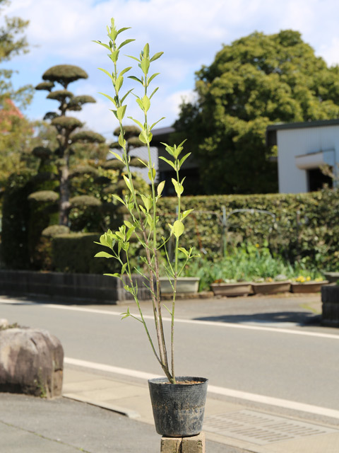独創的 マサキ 苗 10本 15cmポット 0.8m 植木、庭木