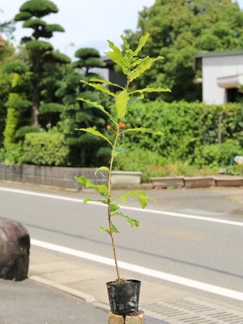 【一部予約販売中】 クヌギ 苗 30本 10.5cmポット 0.8m 植木、庭木