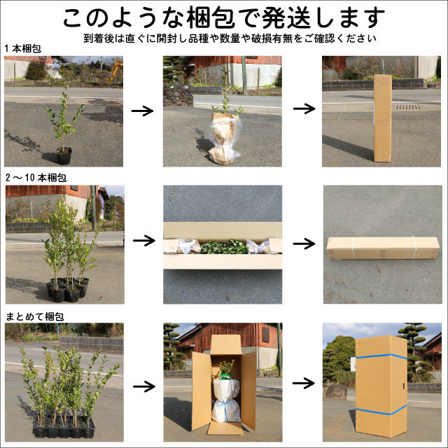 オオヤマザクラ 0.5m 10.5cmポット 苗_画像8