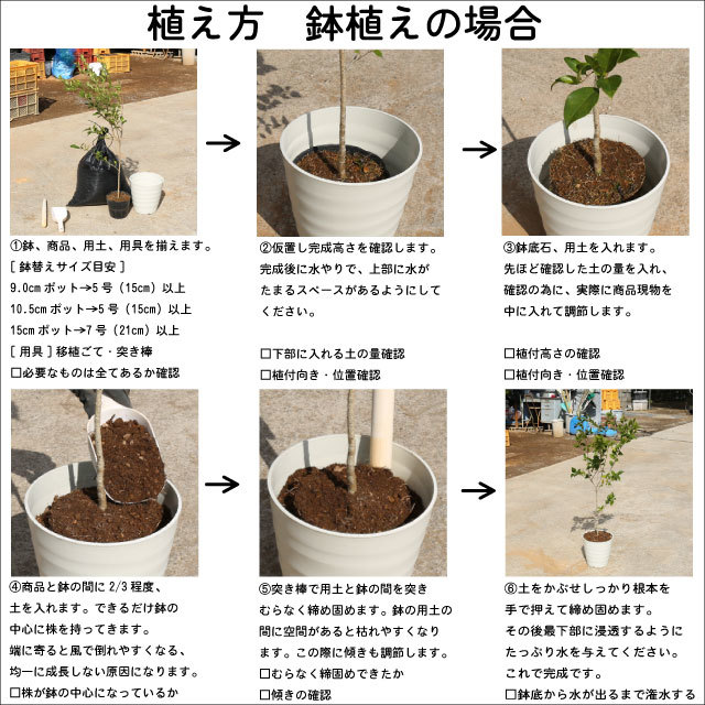 ヒメクチナシ 0.2m 10.5cmポット 苗_画像10