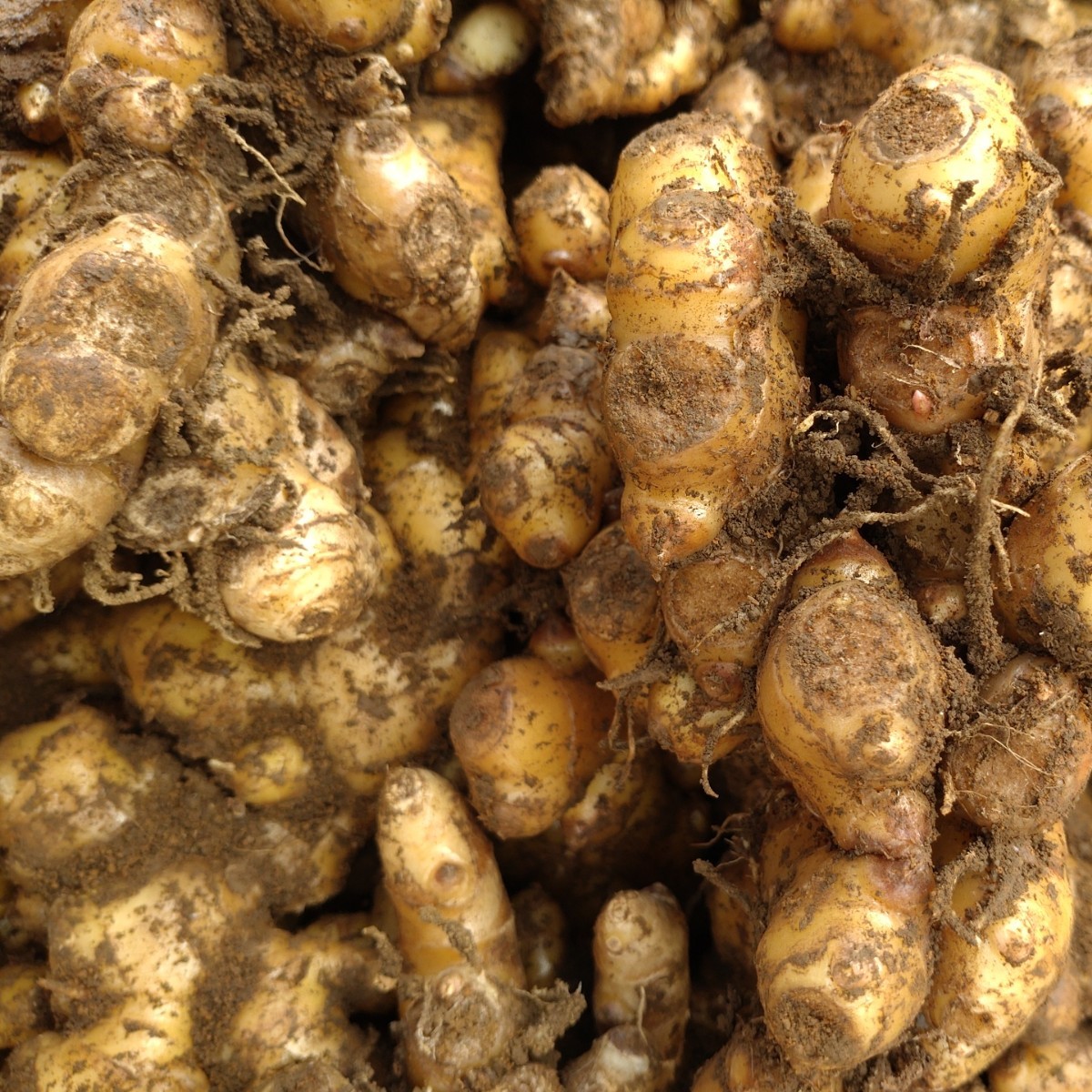 三州赤芽生姜 種生姜 千葉県産 農家直送 10kg|Yahoo!フリマ(旧 三州赤芽生姜 種生姜 千葉県産 農家直送 10kg|Yahoo!フリマ(旧