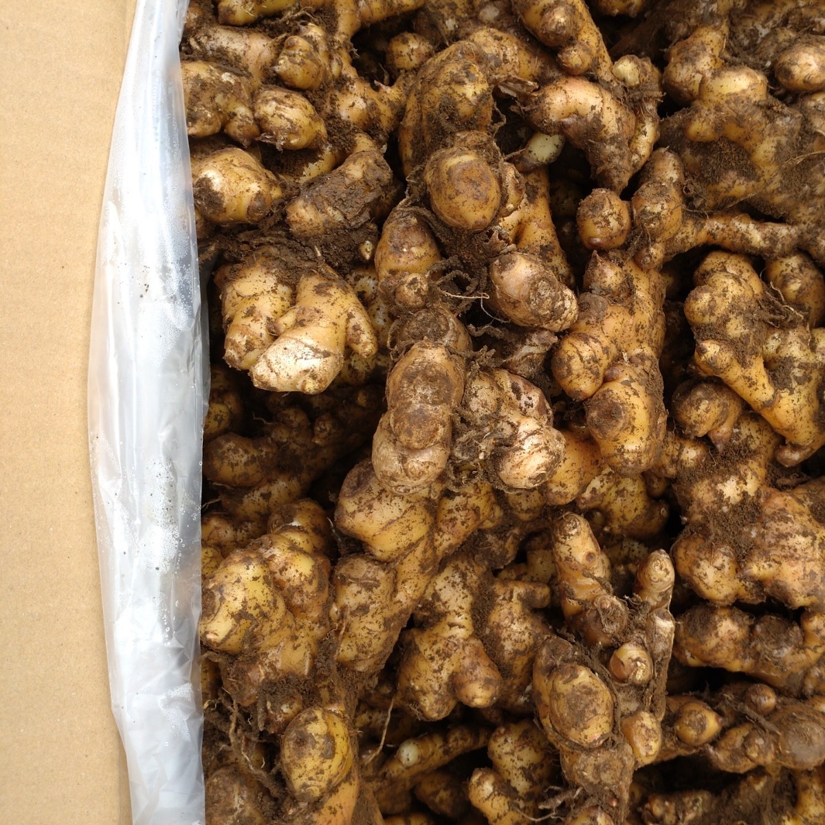 三州赤芽生姜 種生姜 千葉県産 農家直送 10kg|Yahoo!フリマ(旧 三州赤芽生姜 種生姜 千葉県産 農家直送 10kg|Yahoo!フリマ(旧