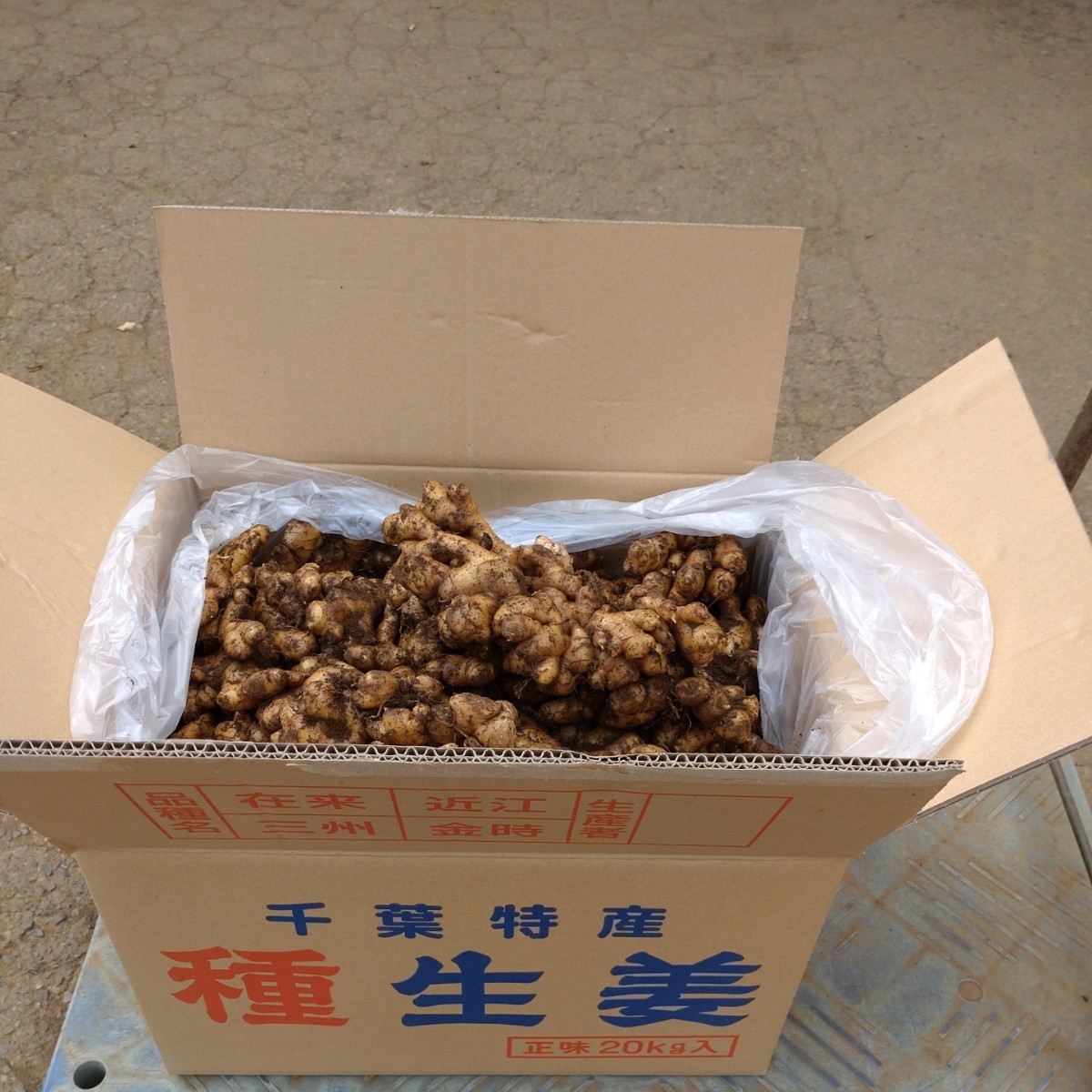 三州赤芽生姜 種生姜 千葉県産 農家直送 10kg|Yahoo!フリマ(旧 三州赤芽生姜 種生姜 千葉県産 農家直送 10kg|Yahoo!フリマ(旧