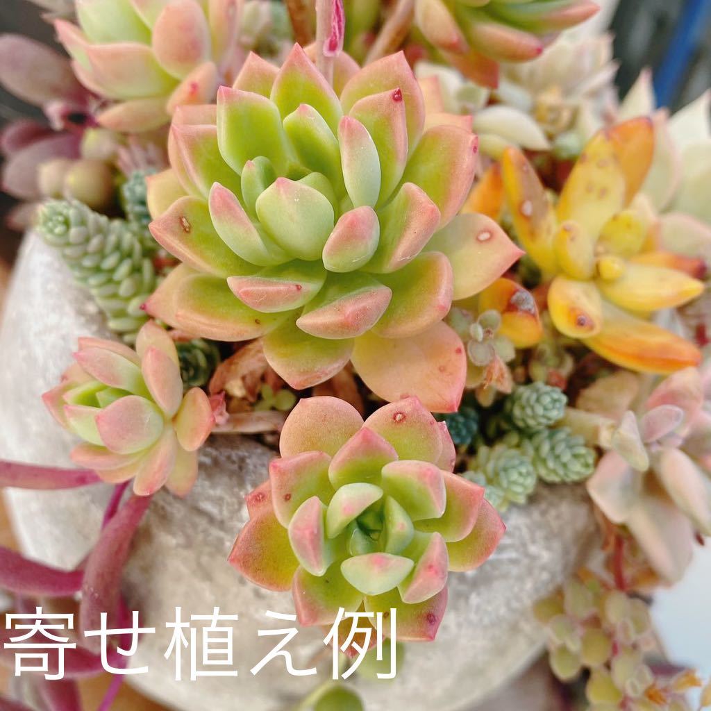 ヤフオク! - マッコス 1本 カット苗 多肉植物 エケベリア グラプトベ...