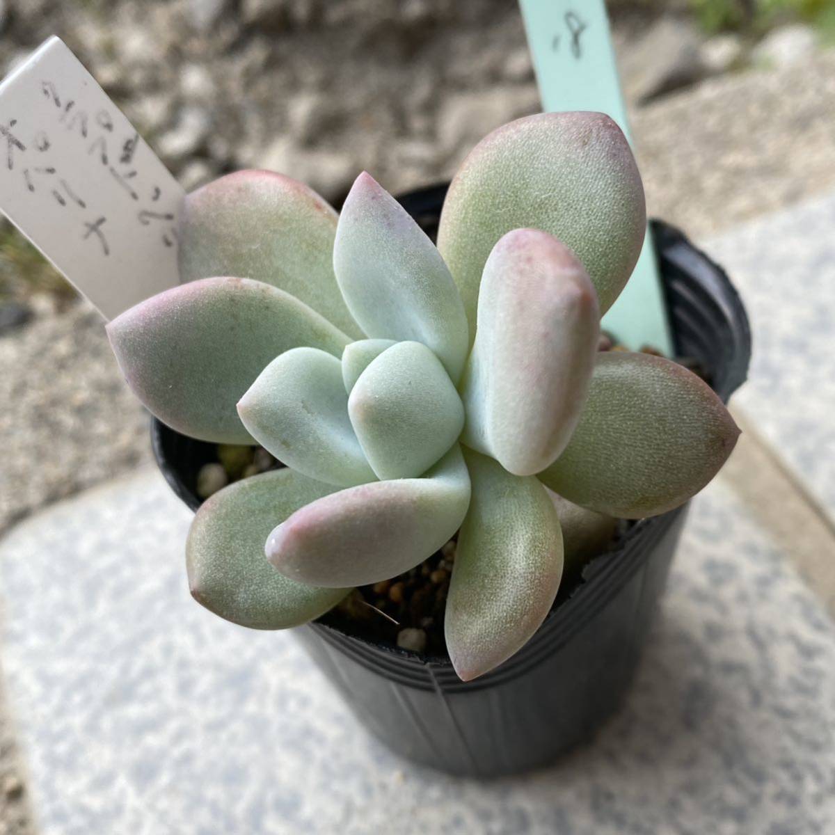 オパリナ 写真現物 2号 抜き苗 多肉植物 寄せ植えにも