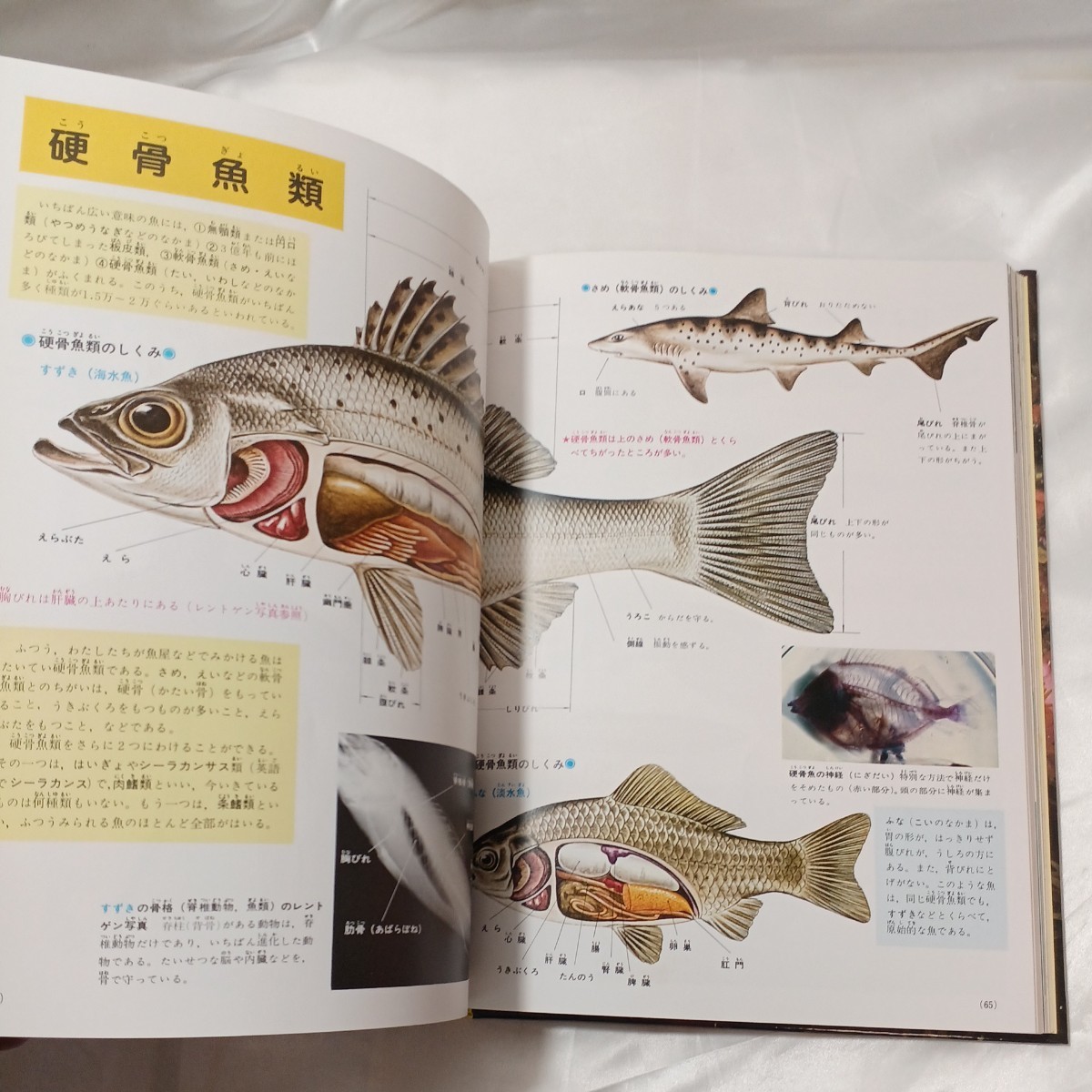 zaa-ma01♪小学館の学習百科図鑑 魚貝の図鑑 - Wide　color 末広恭雄 小学館（1996/07発売）_画像6