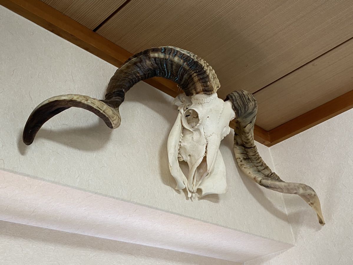 極上品!ヒツジの頭骨 美品!頭骨 標本 頭蓋骨 骨 剥製 | www.judiciary.mw