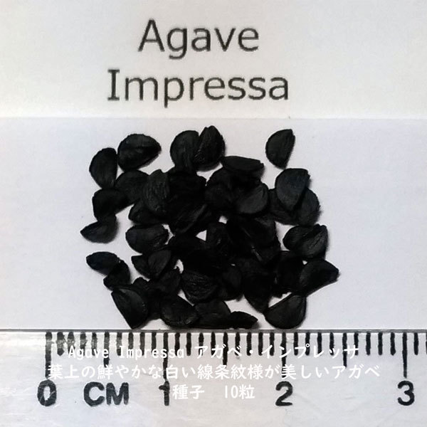 多肉植物 種子 種 アガベ インプレッサ Agave Impressa ツルボラン科 リュウゼツラン属 線条紋様 種子10粒の画像2
