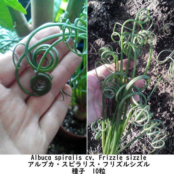 種子 種 Albuca spiralis cv Frizzle sizzle アルブカ スピラリス フリズルシズル 冬型球根 種子　10粒_画像3