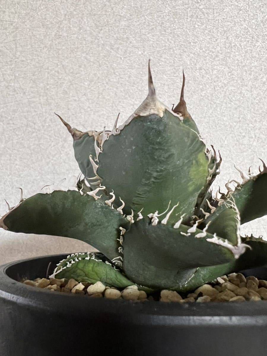 アガベ スーパーチタノタ 中株 カクタスグリーン アガベ スーパーチタノタ 中株 カクタスグリーン