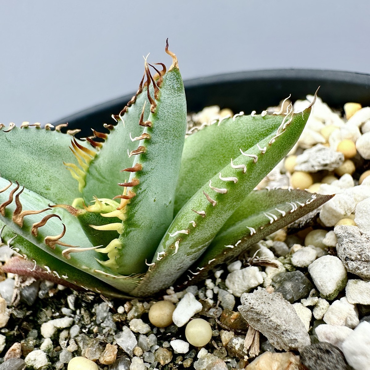 V30 限定特選株 agave titanota no name アガベ チタノタ 実生厳選