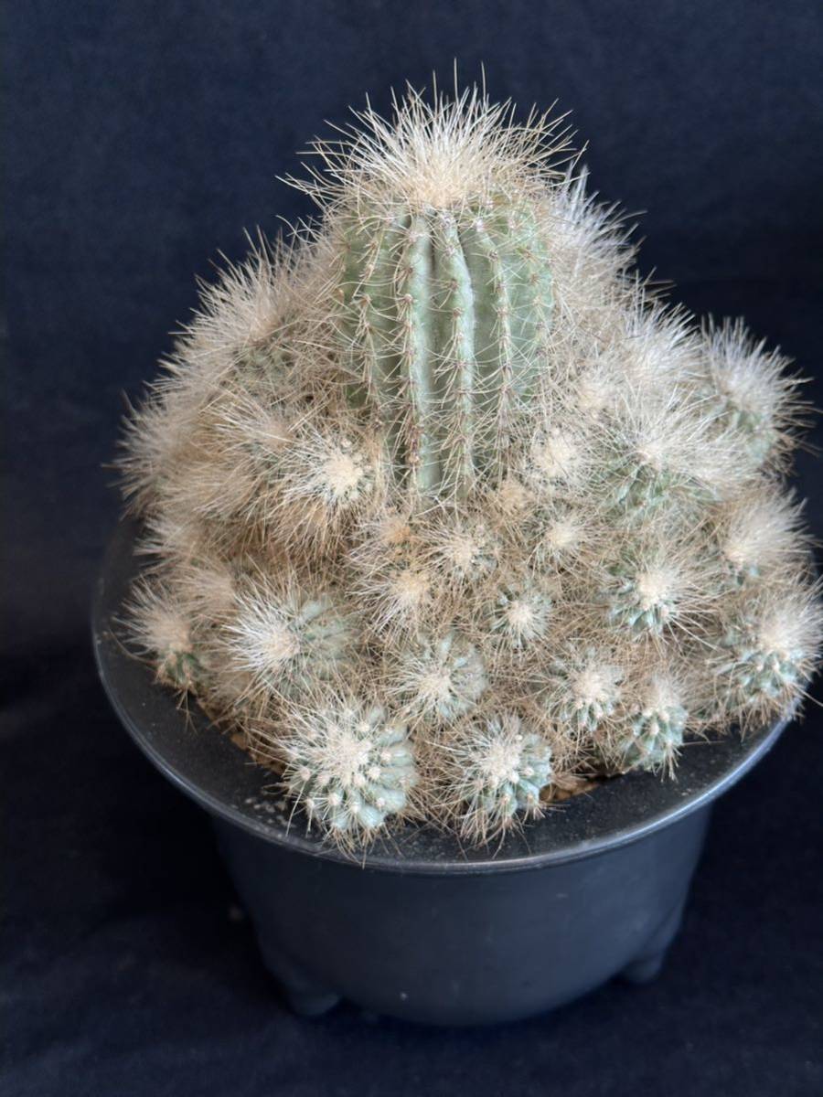 希少 山木 群生 コピアポア 雷血丸 Copiapoa krainziana 自根 接 希少 山木 群生 コピアポア 雷血丸 Copiapoa krainziana 自根 接