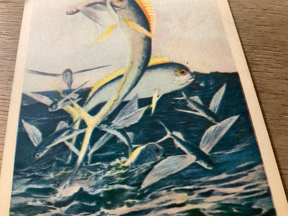 FF-4045 # free shipping # jump .. boy club fish . picture work of art illustration story retro picture postcard entire photograph old photograph /.NA.