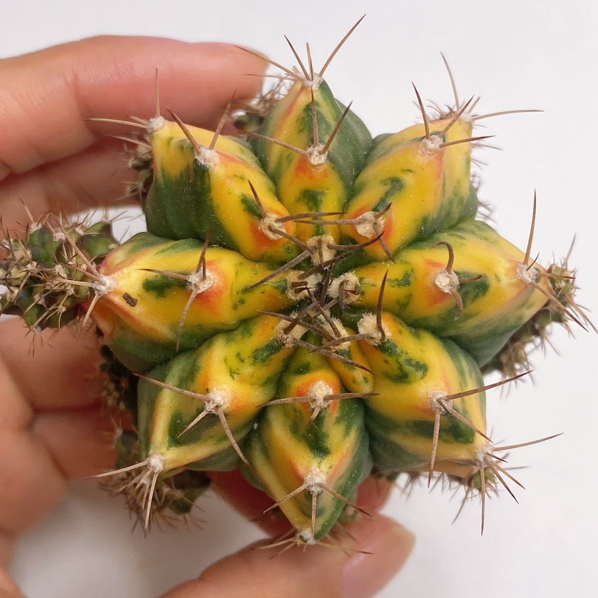 多肉植物 サボテン ギムノカリキウム・ミハノビッチ錦 緋牡丹錦 斑入り