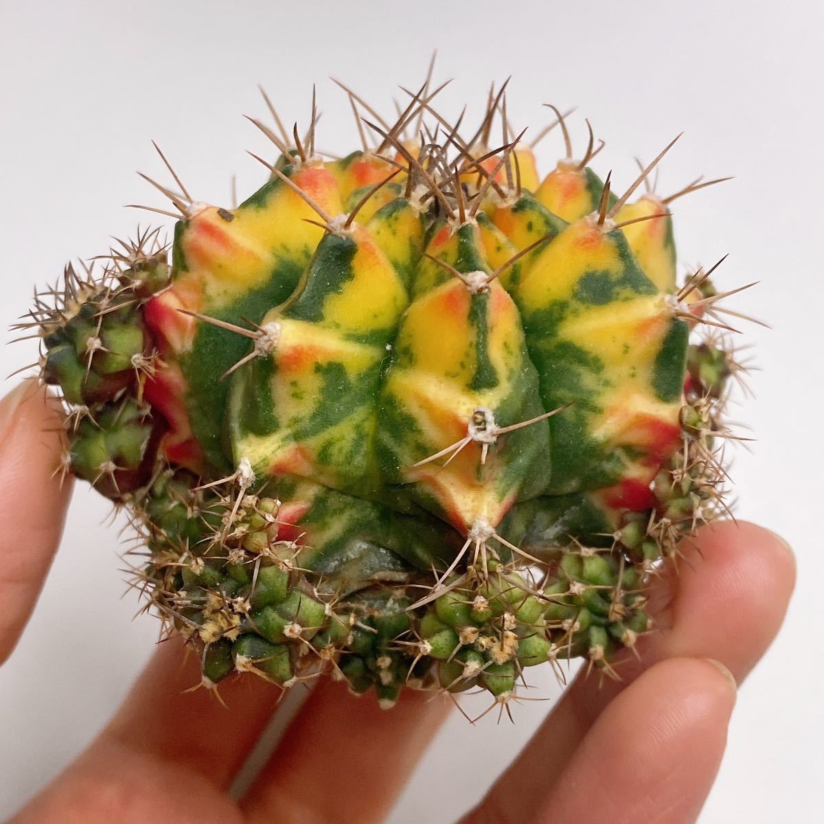 多肉植物 サボテン ギムノカリキウム・ミハノビッチ錦 緋牡丹錦 斑入り