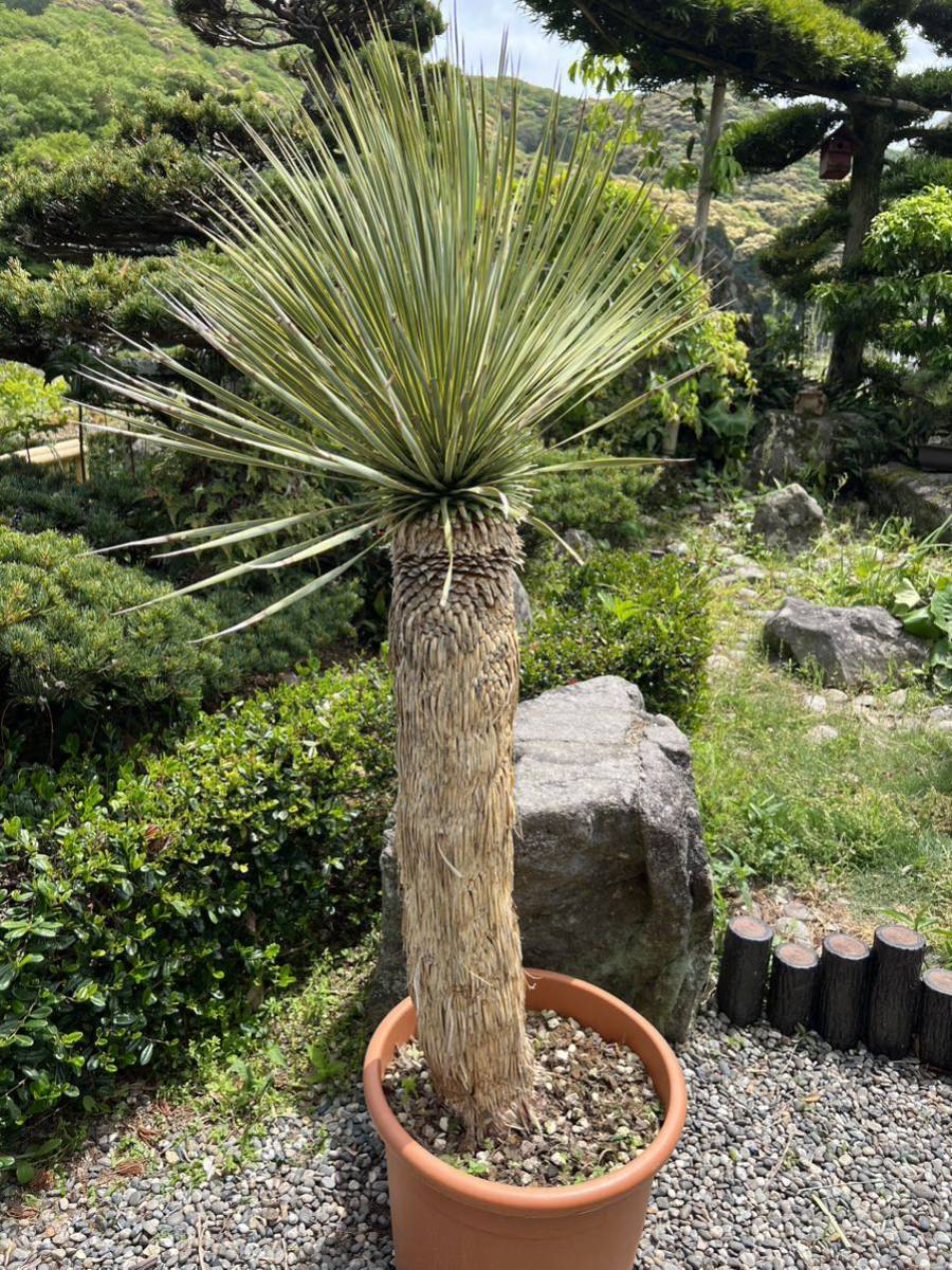 幹立ちユッカ ロストラータ ドライガーデン 地植え-