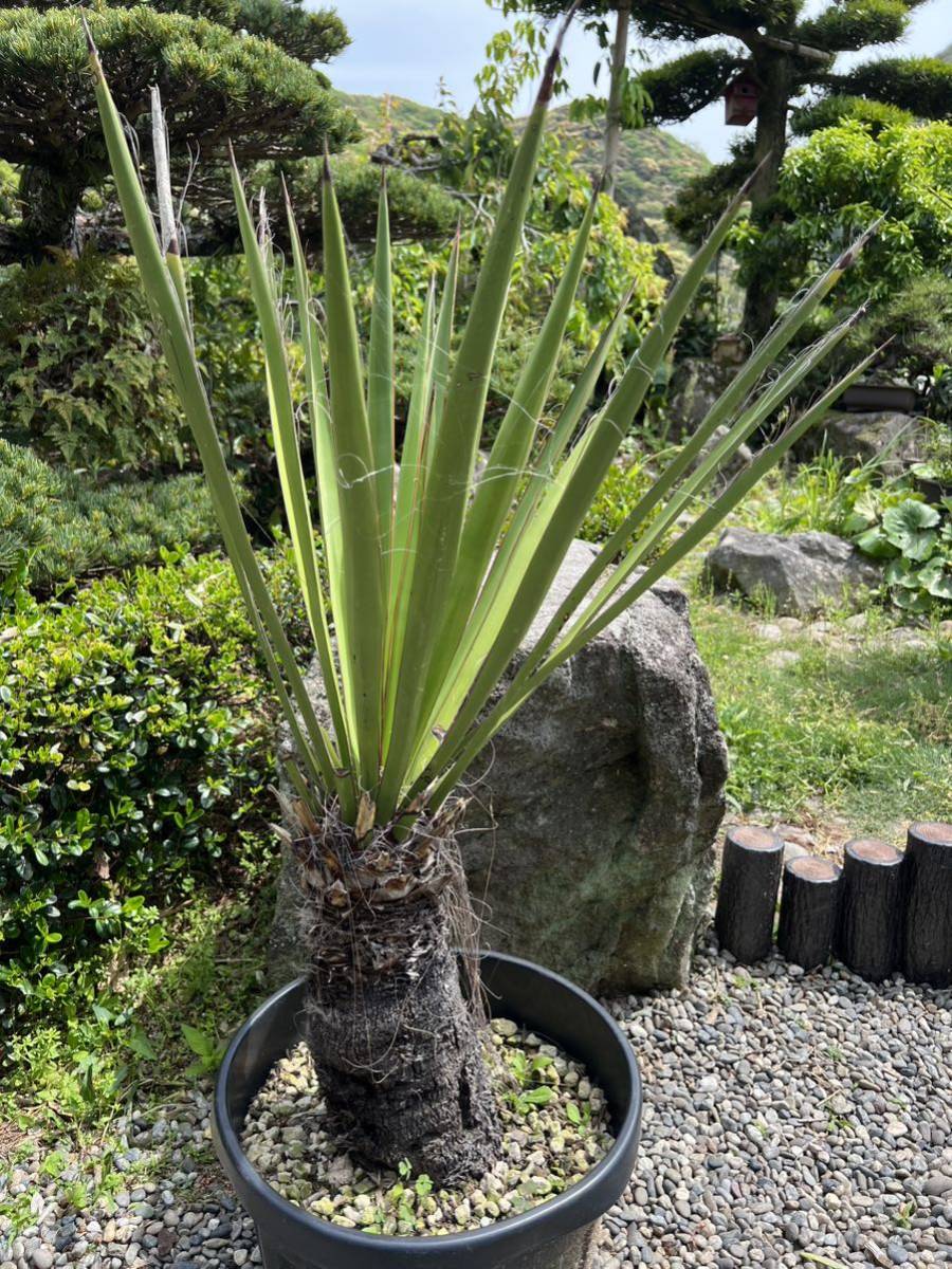 新葉 発根 レア ユッカ カルネロサーナ カルネロ 耐寒性-12 新葉 発根 レア ユッカ カルネロサーナ カルネロ 耐寒性-12
