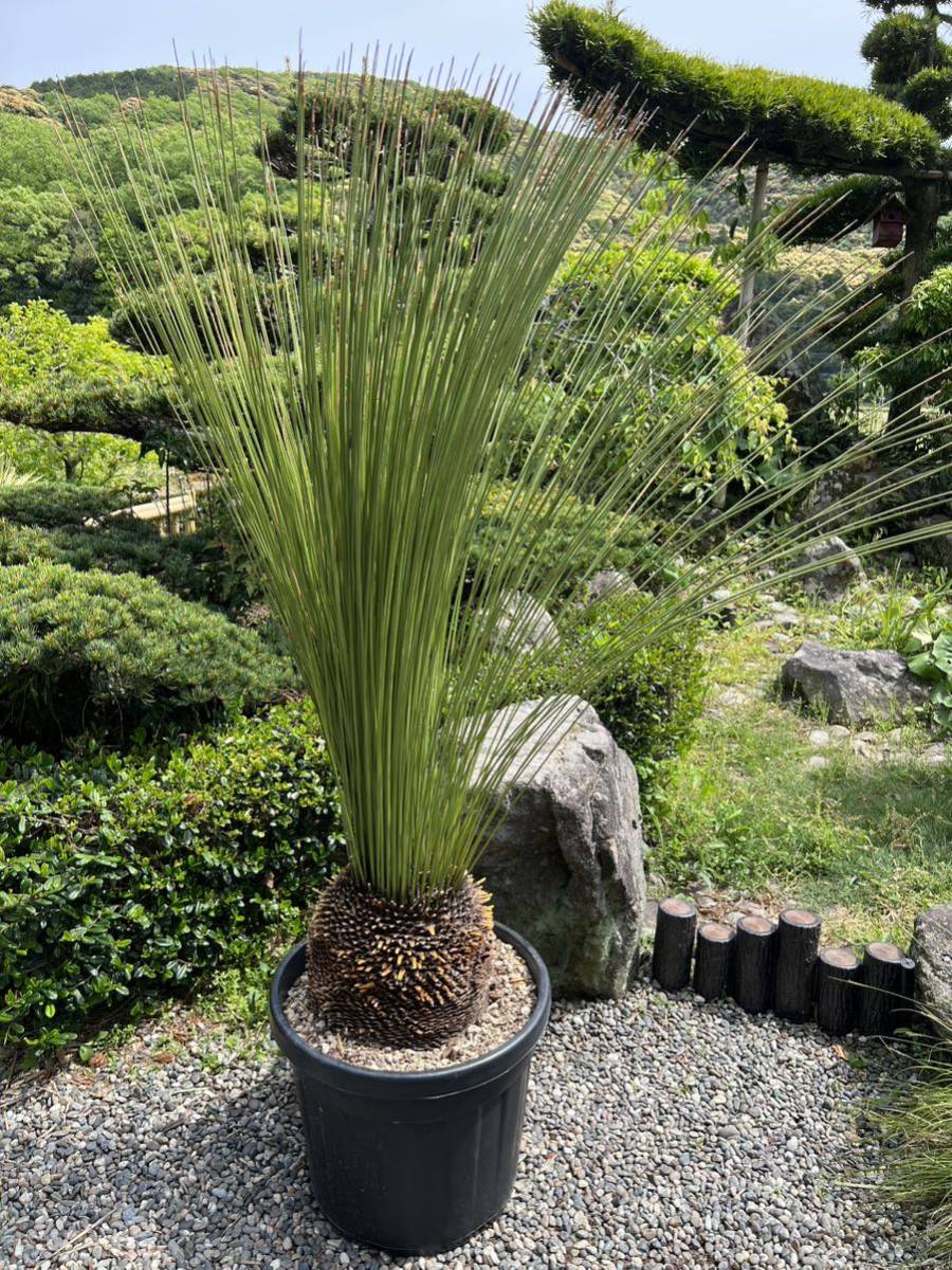 1m66cm 太株 大型 Dasylirion longissimum ダシリリオン 1m66cm 太株 大型 Dasylirion longissimum ダシリリオン