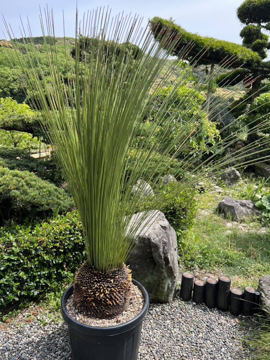 1m66cm 太株 大型 Dasylirion longissimum ダシリリオン 1m66cm 太株 大型 Dasylirion longissimum ダシリリオン