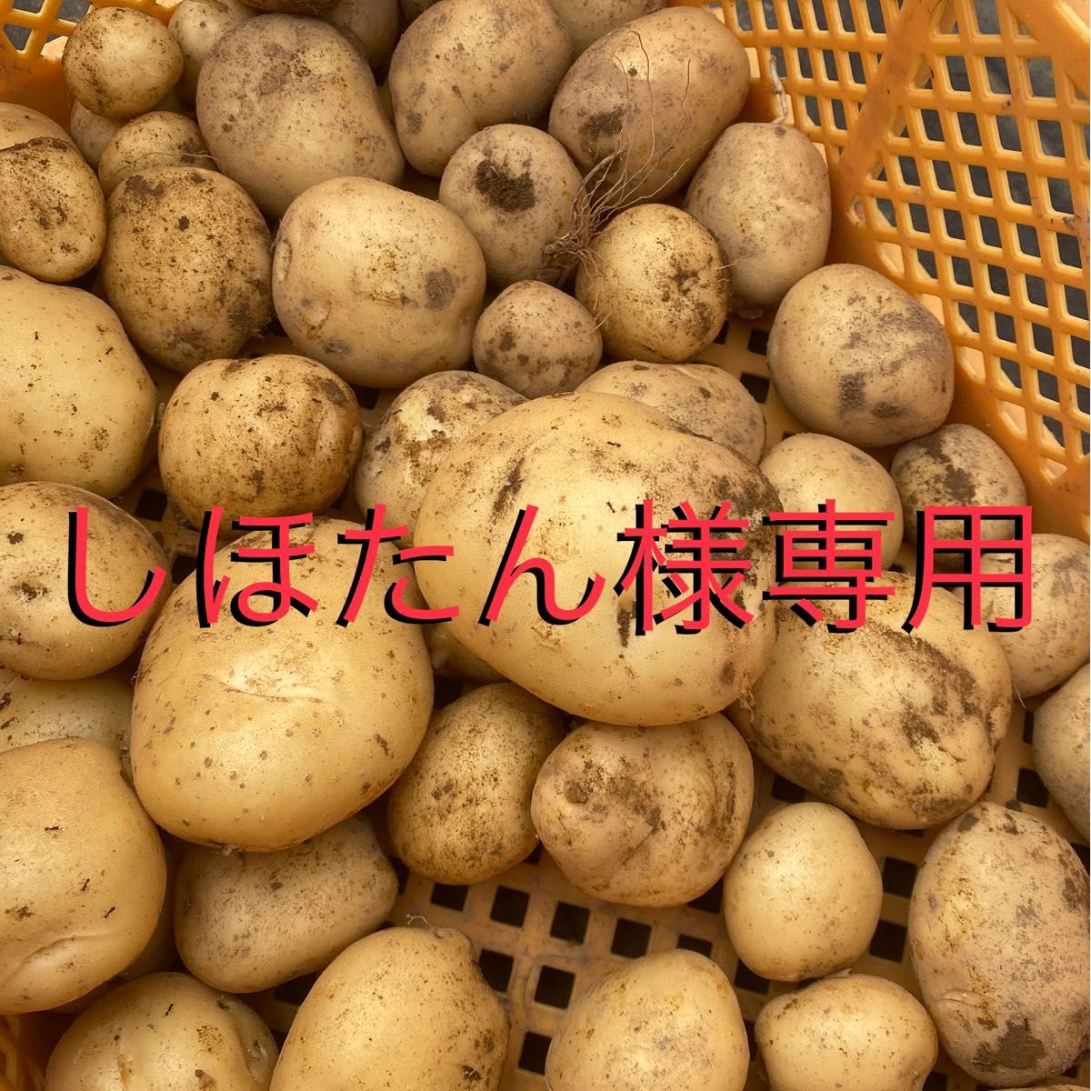 しほたん様専用】ジャガイモ|PayPayフリマ