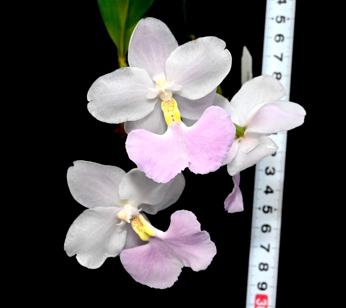 Yahoo!オークション - 洋蘭原種 (1063) とても綺麗な個体です 花 Yahoo!オークション - 洋蘭原種 (1063) とても綺麗な個体です 花
