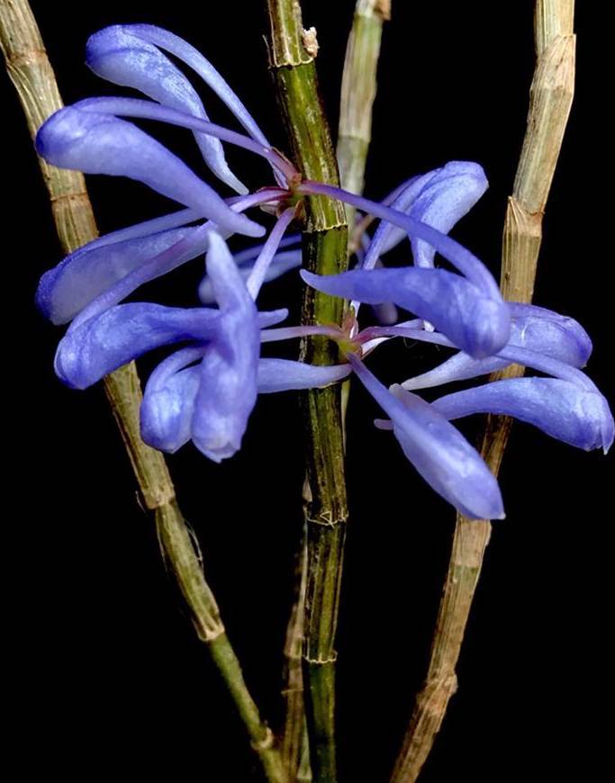 洋蘭原種 (1266) 超希少種 幻の青いデンドロビューム トップ苗 Den. sp Papua Blue デンドロビューム sp. パプアブルー