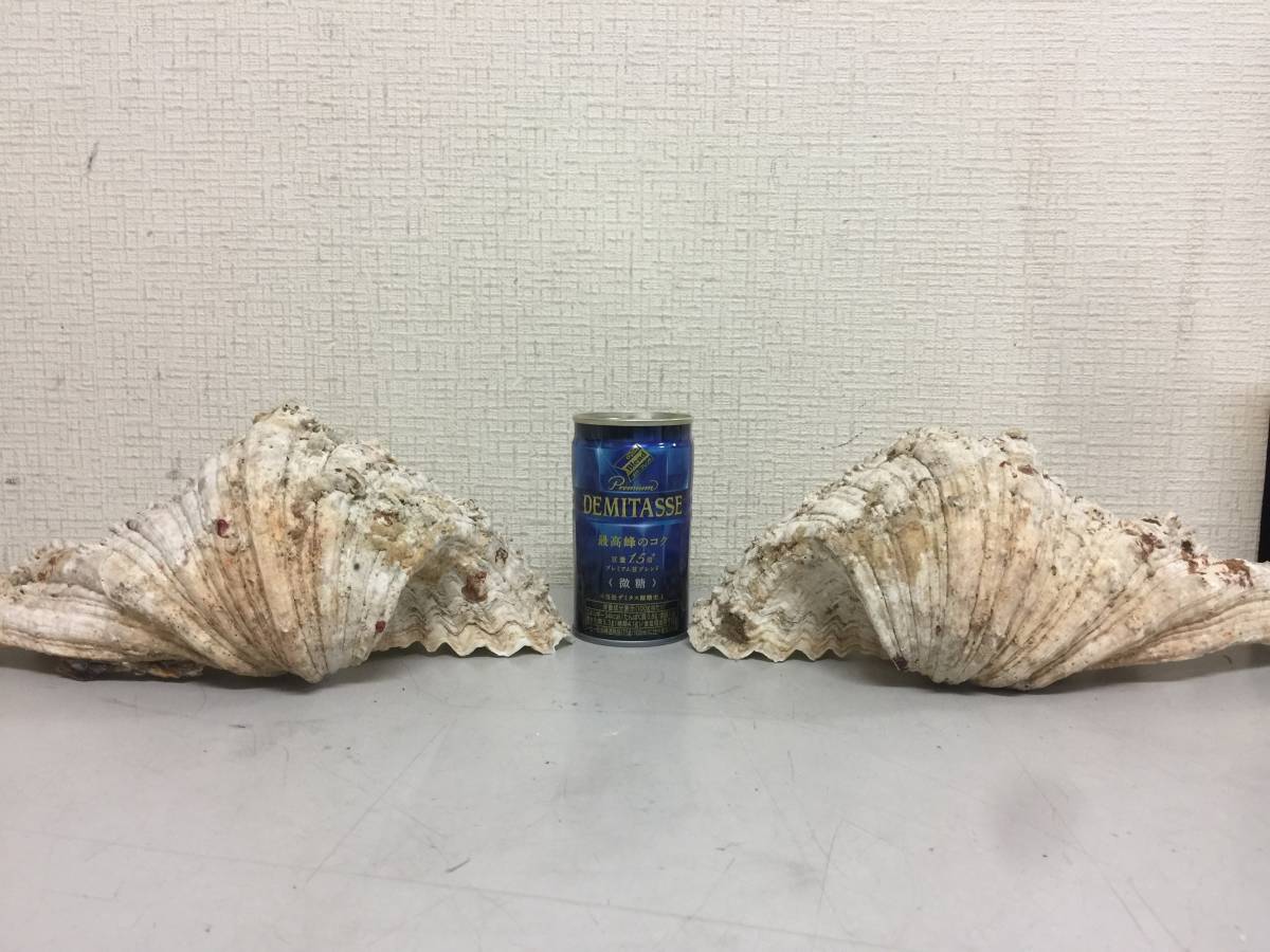 シャコガイ　シャコ貝　貝殻　2枚貝　インテリア　置物　横25cm　重さ3.03kg　　　　G1.2　　222_画像2