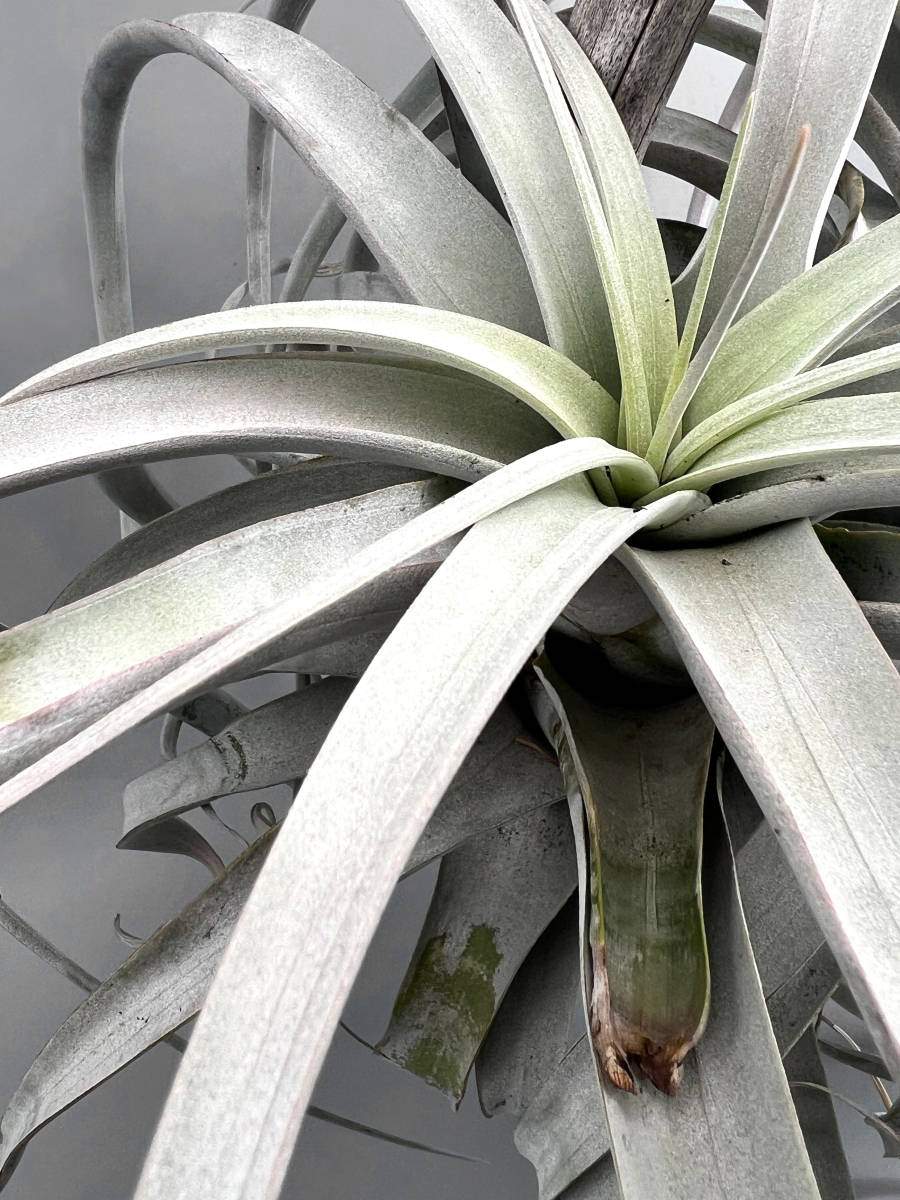 大株】チランジア・キセログラフィカ (2頭) Tillandsia 大株】チランジア・キセログラフィカ (2頭) Tillandsia