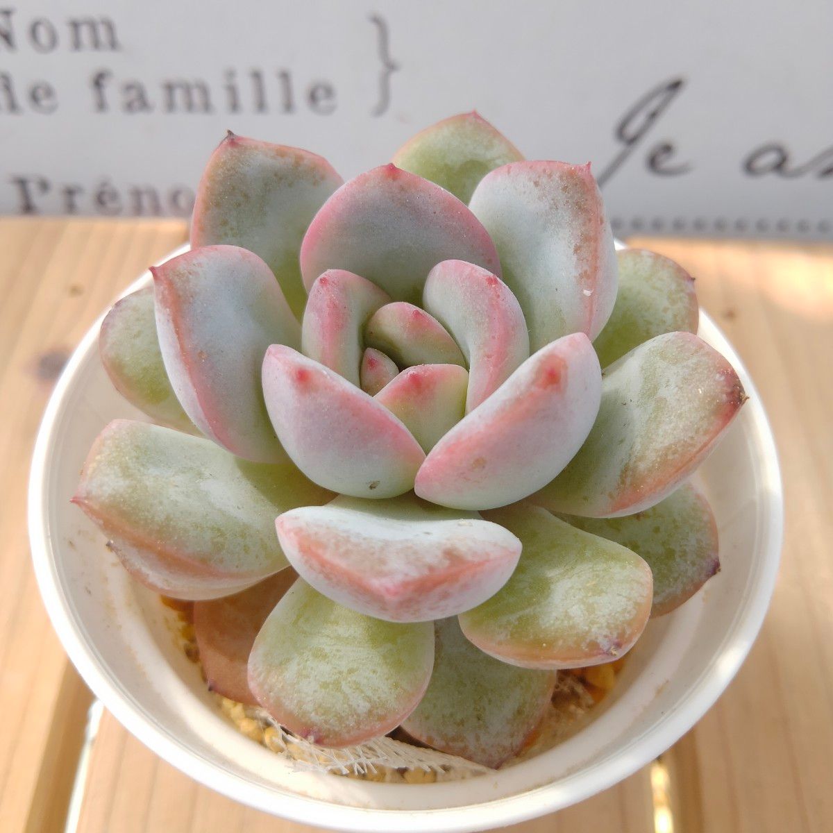 多肉植物 韓国苗 エケベリア 新品種モンローhyb 抜き苗 | blog