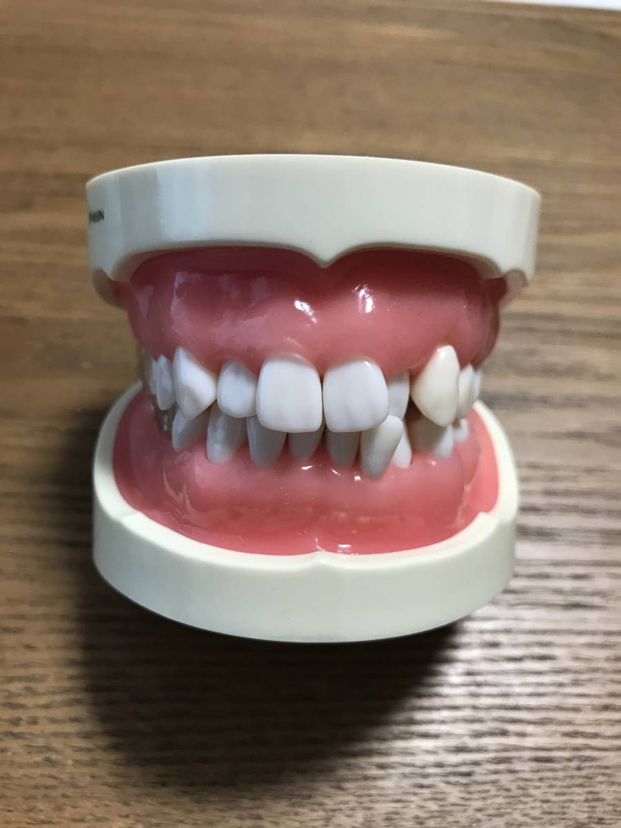 歯科衛生 NISSIN 歯科 顎模型 ・頬粘膜ボックス歯磨き指導用顎模型