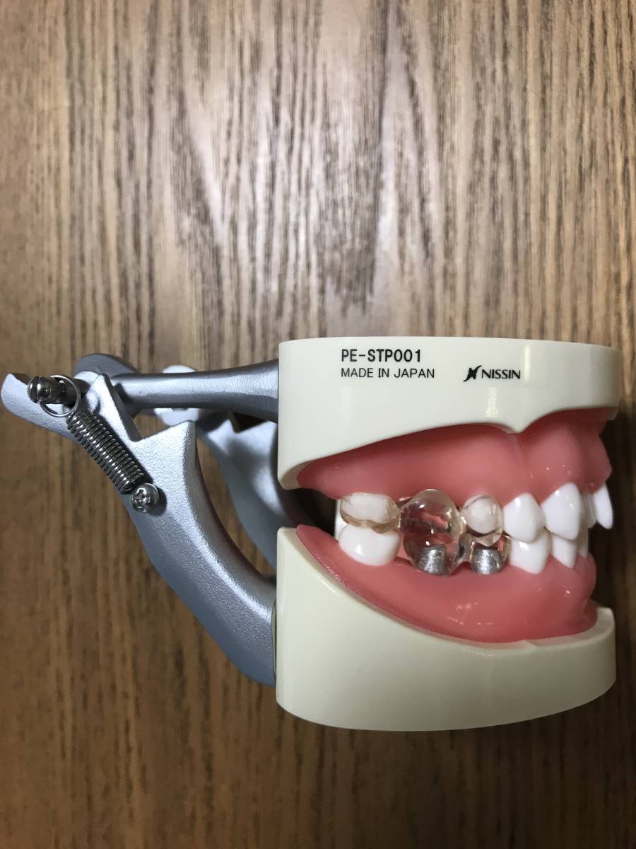 歯科衛生 NISSIN 歯科 顎模型 ・頬粘膜ボックス歯磨き指導用顎模型