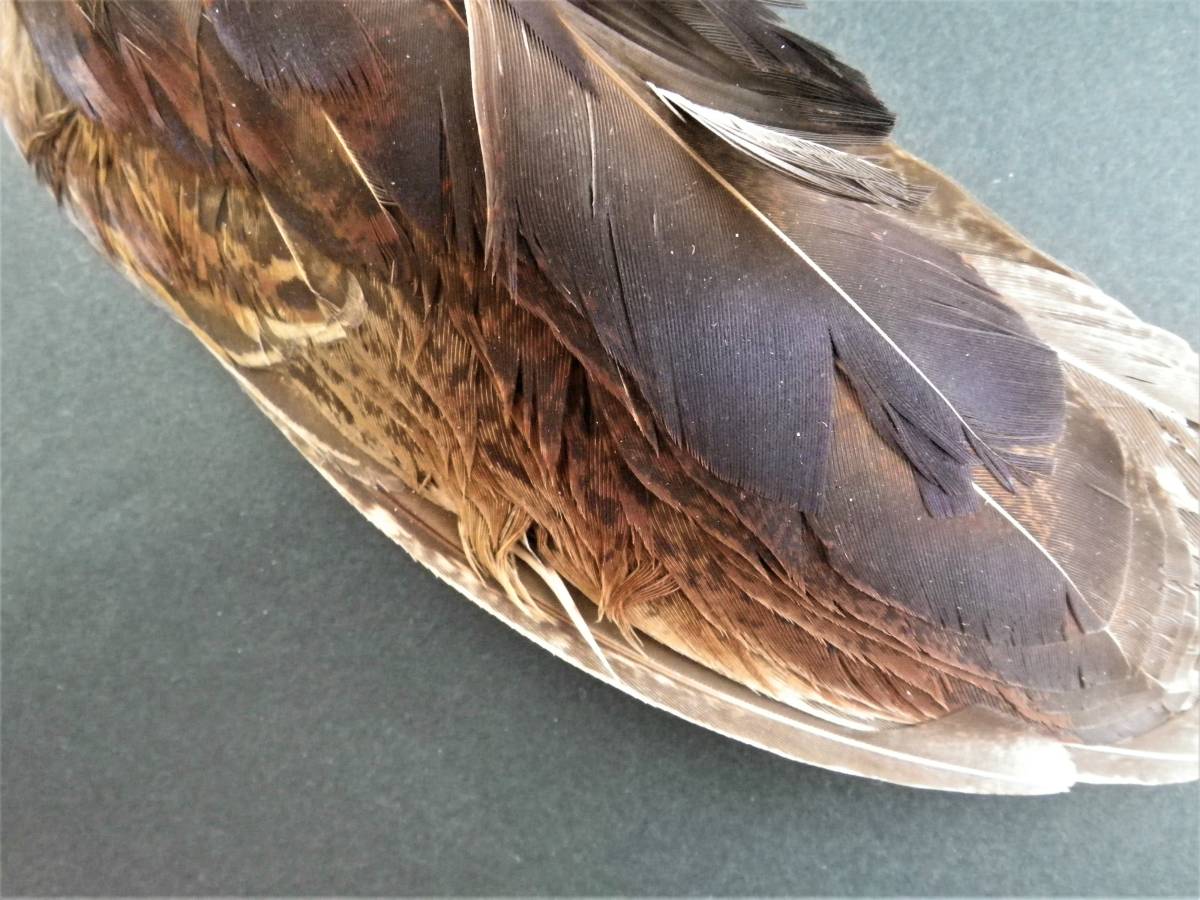○○○ ウェットフライ 用?何かの羽 ?三枚 ○○○ フライ用品 | mfwalz.com
