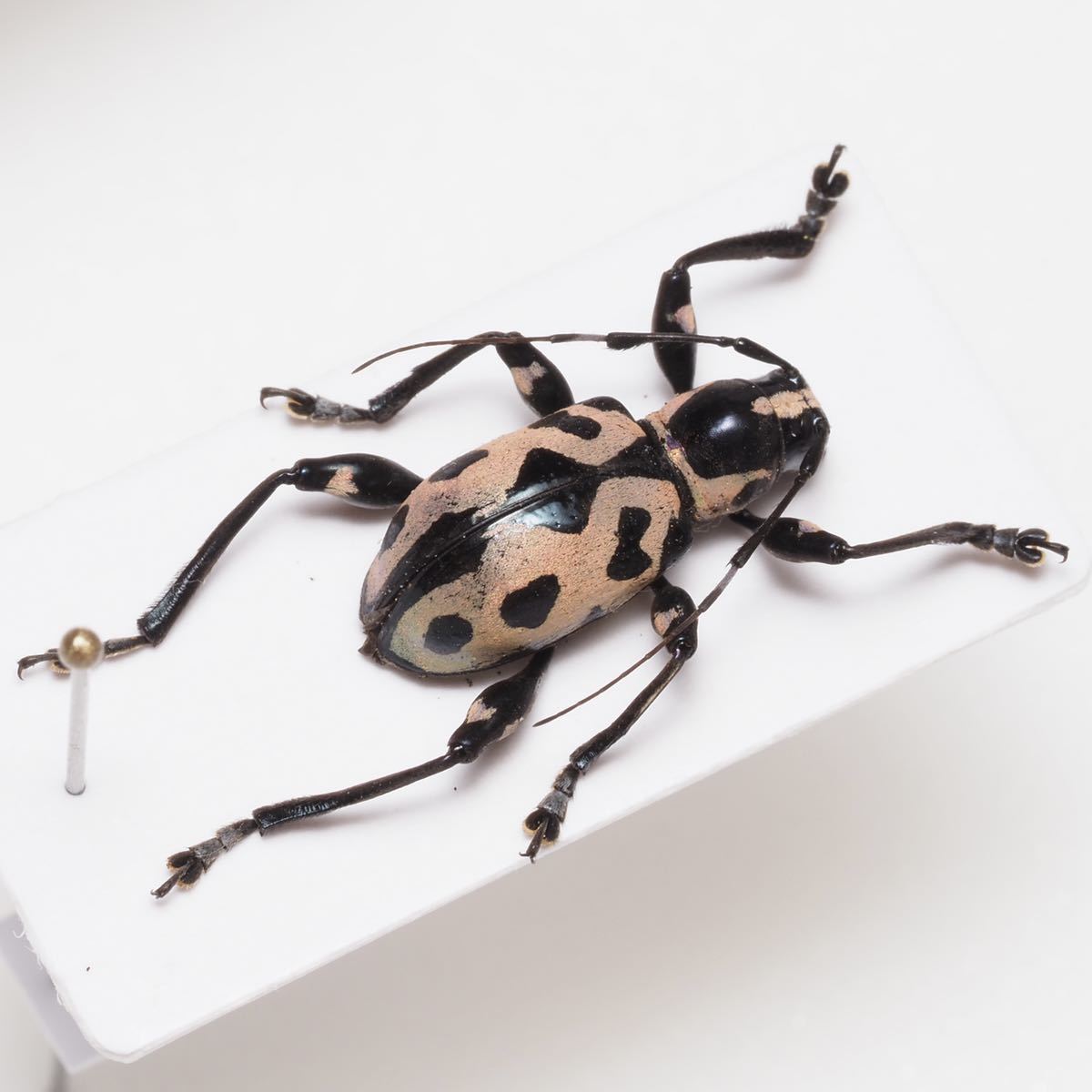 美麗昆虫標本 カタゾウムシの一種 - 標本
