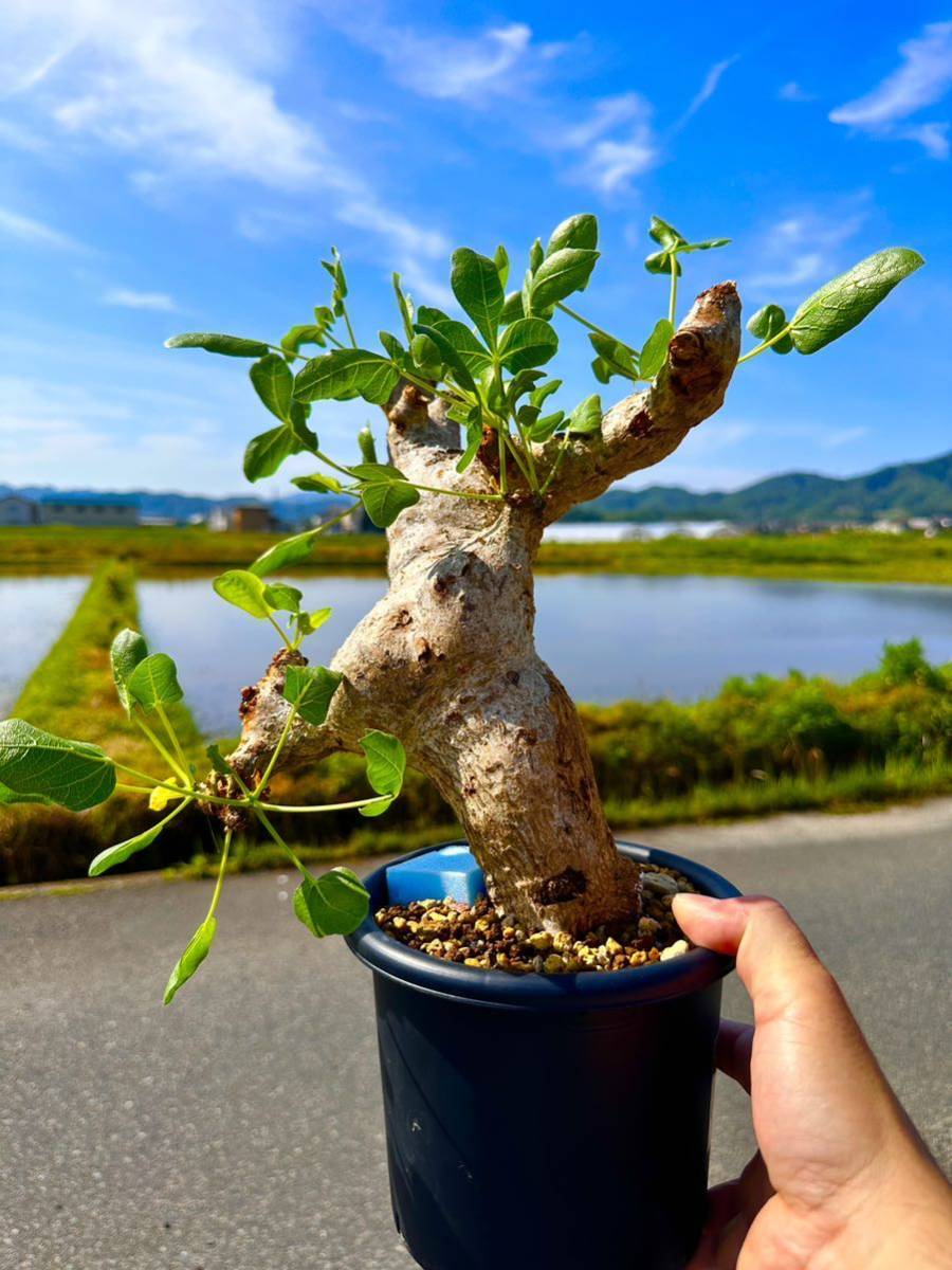 Yahoo!オークション - 発根済 良型 commiphora guidotti Yahoo!オークション - 発根済 良型 commiphora guidotti