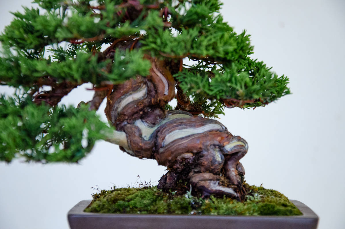 小品盆栽【糸魚川真柏】樹高14cm 小品盆栽【糸魚川真柏】樹高14cm