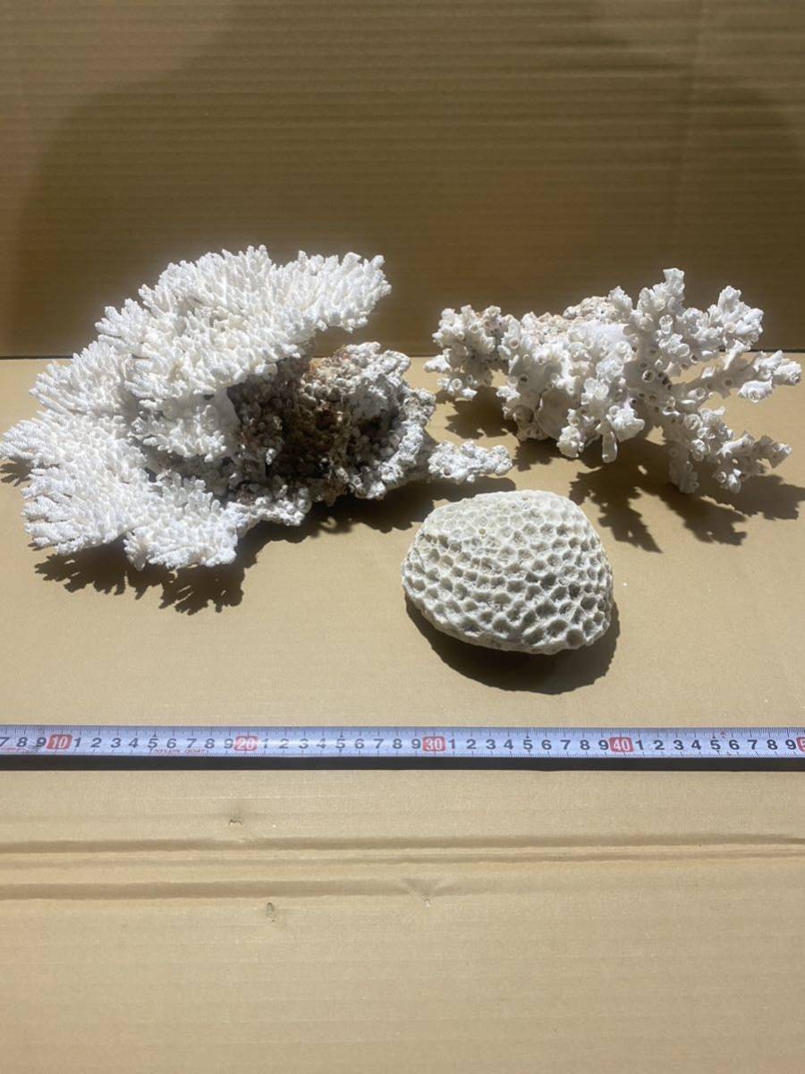 (008)白い珊瑚。セット3個