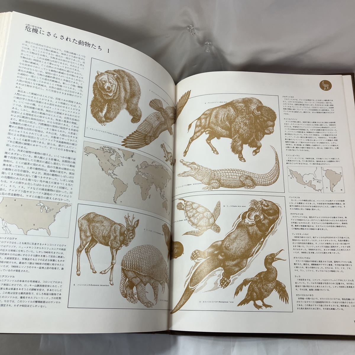 zaa-mb05♪野生の驚異 (The Atlas of World Wildlife) 尾沢栄三(編)　学習研究社　1975/6/1_画像9