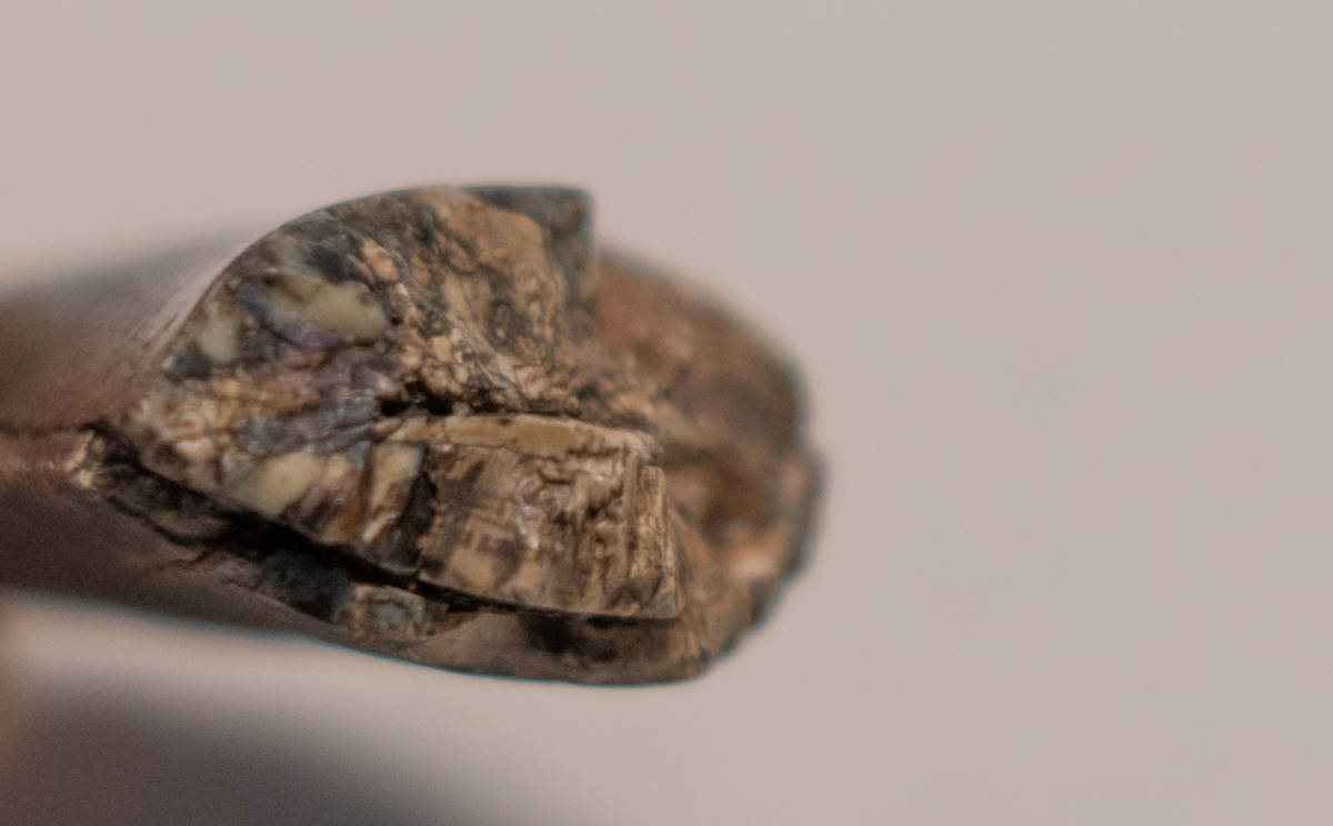 [ dinosaur ]eoka LUKA rear. tooth. fossil No.4