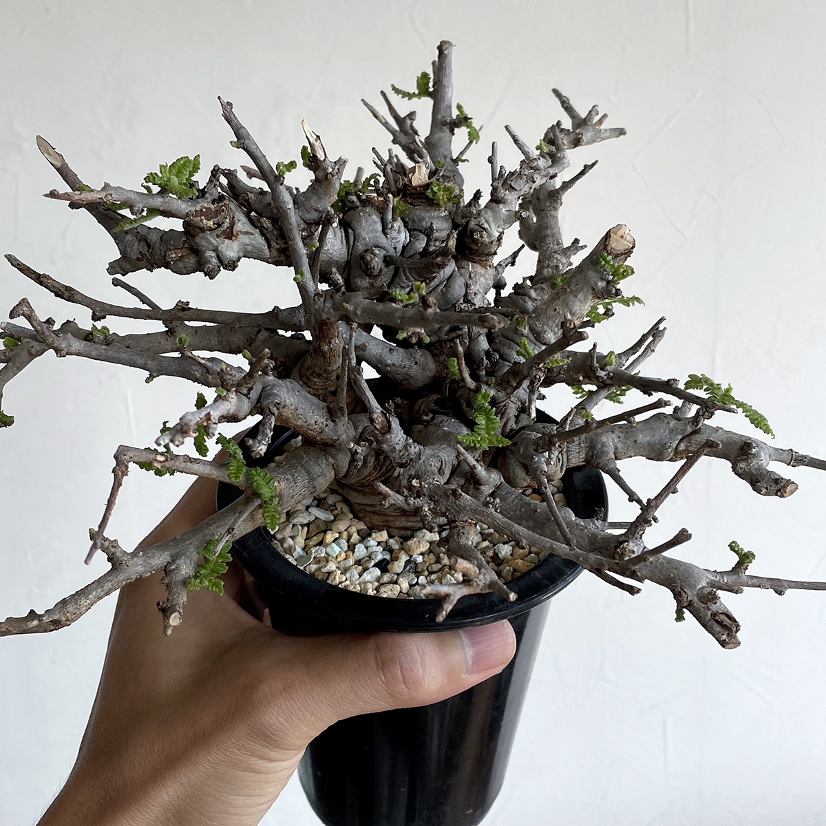 Boswellia neglecta ボスウェリア ネグレクタ / 発根済み・輸入株 // コーデックス, 塊根植物, Caudex, 灌木