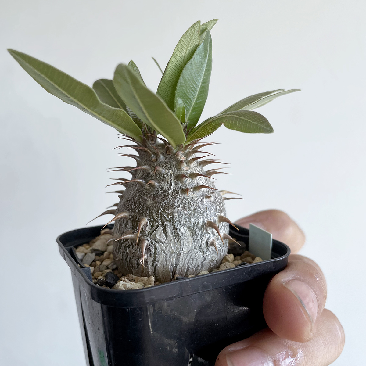 Pachypodium makayense パキポディウム マカイエンセ（２） / 2018実生 // 魔界玉, コーデックス, 塊根植物, Caudexの画像5