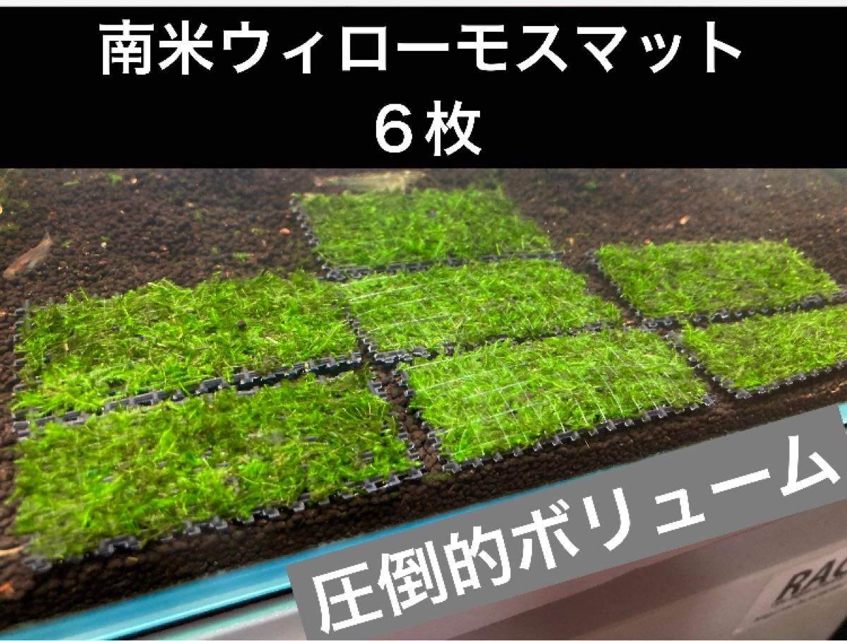 最大86%OFFクーポン 6枚 南米ウィローモス マット ミナミヌマエビ