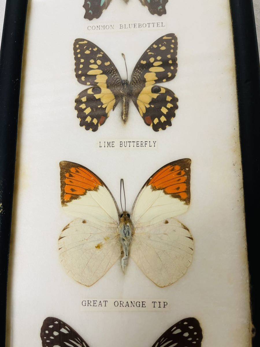 蝶々標本 7頭セット-