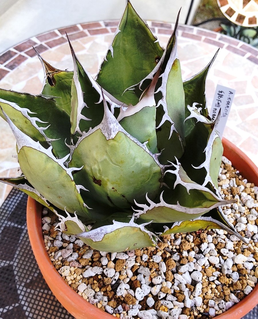 Agave titanota Noname アガベチタノタノーネーム | noonanwaste.com