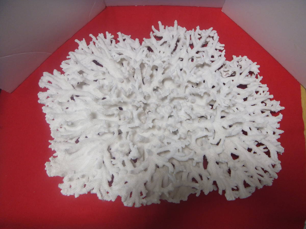 天然白珊瑚 特大白サンゴ インテリア オブジェ 珍品 天然白珊瑚 特大白サンゴ インテリア オブジェ 珍品