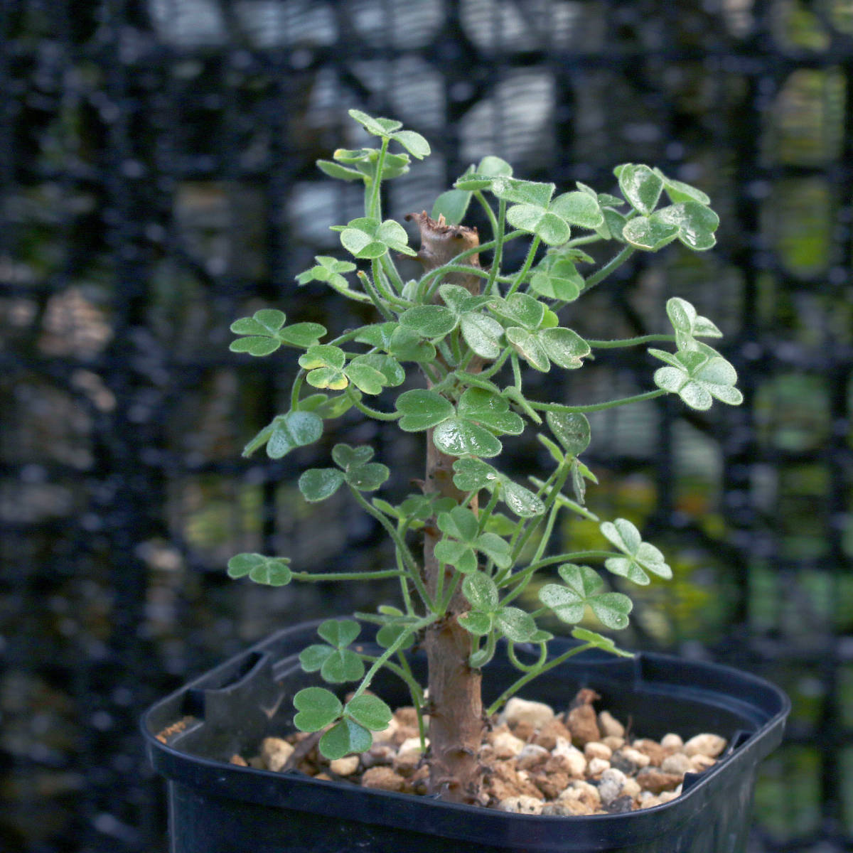 ∂∂∂ Oxalis gigantea オキザリス・ギガンテア 珍種 チリ産 木性大型