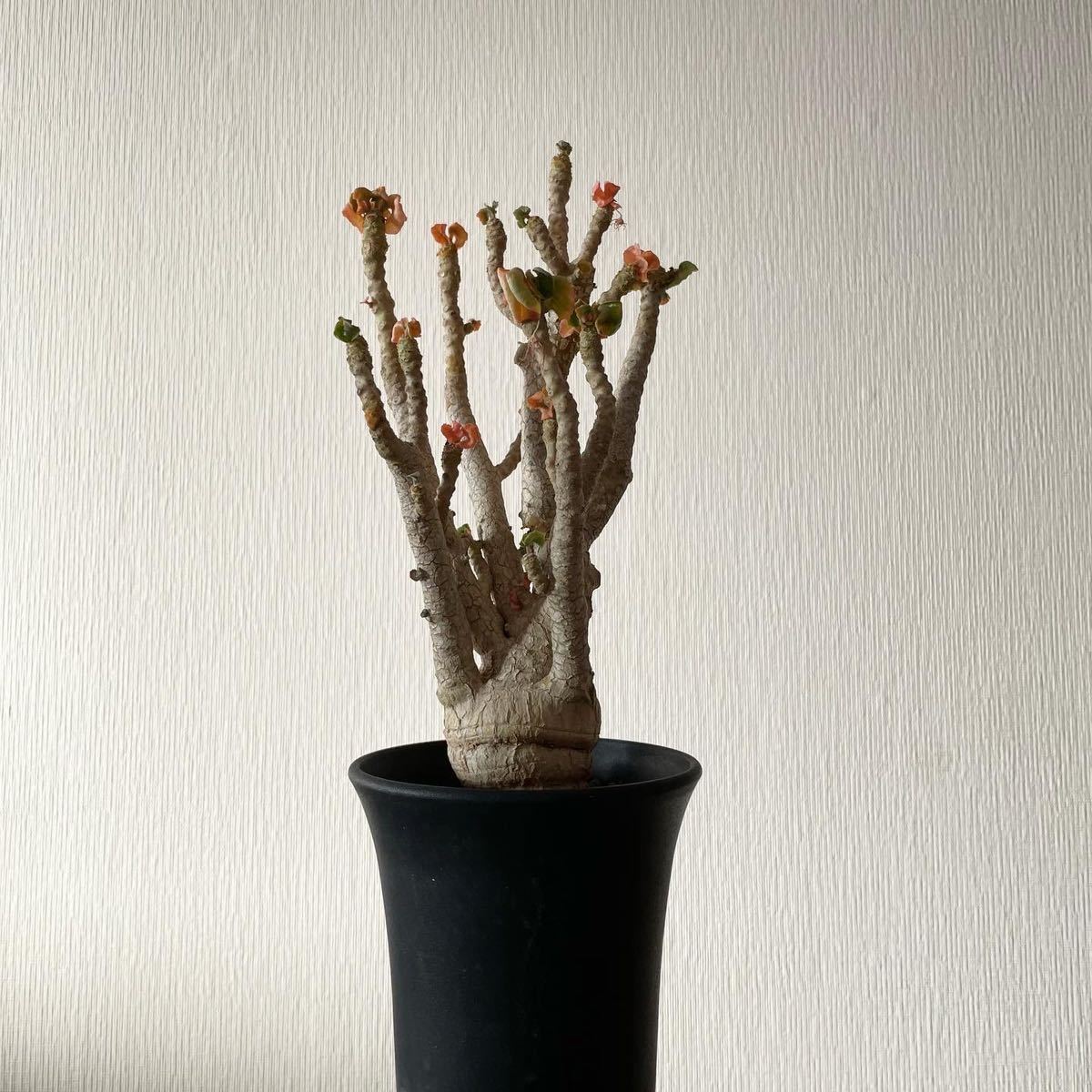 Dorstenia gypsophila ドルステニア ジプソフィラ サボテン 多肉 Dorstenia gypsophila ドルステニア ジプソフィラ サボテン 多肉