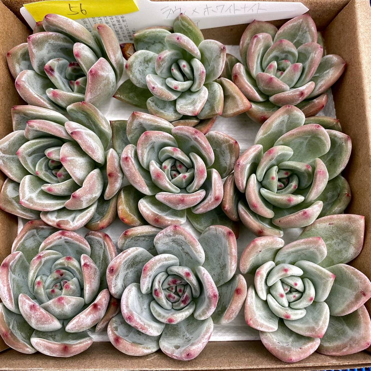 56 ラウィ×ホワイトナイト 9株 【多肉植物】【エケベリア】【一律送料