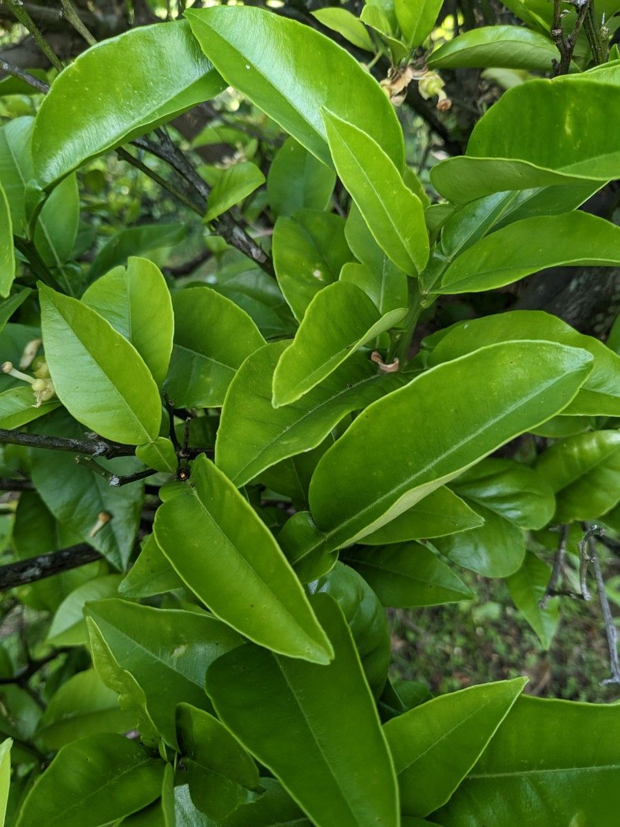 アゲハ幼虫の餌　天然　カラスザンショウ　新鮮　枝付き葉っぱ　約80枚　増量あり