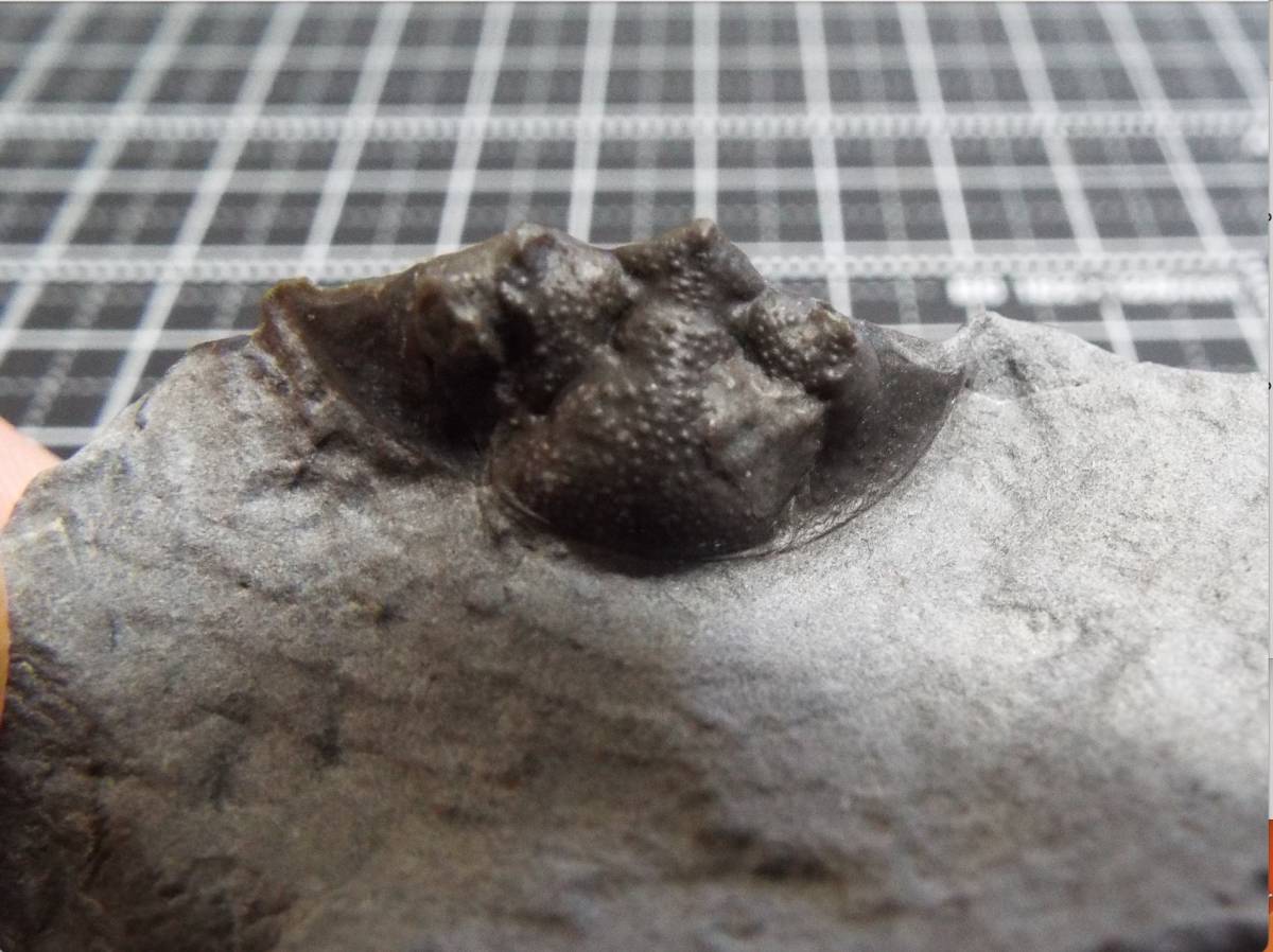 三葉虫化石 Metascutellumの一種の画像1