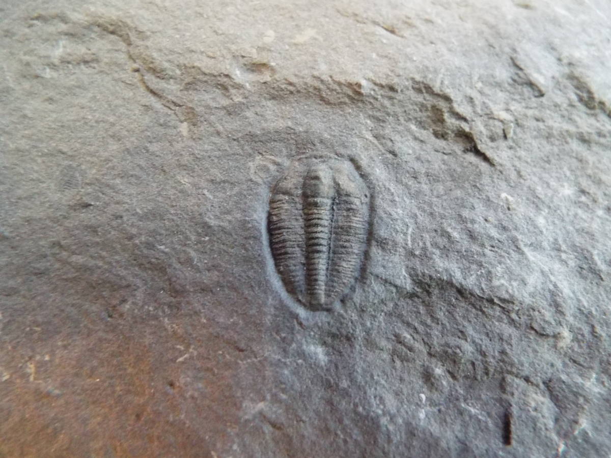 三葉虫化石 アメリカ・カナダ三葉虫セットの画像9